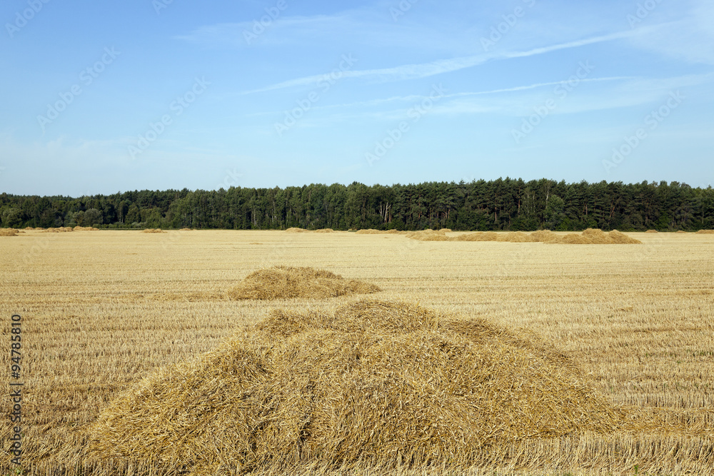 Fototapeta premium agricultural field. wheat