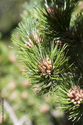 Pine Tree Inflorescence