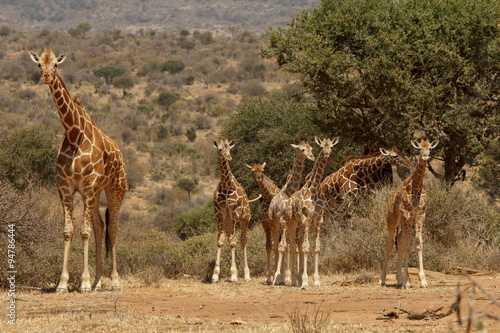 Giraffes in Africa photo