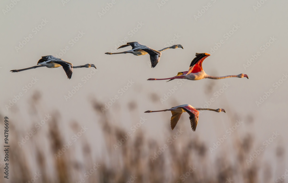 Obraz premium fenicotteri