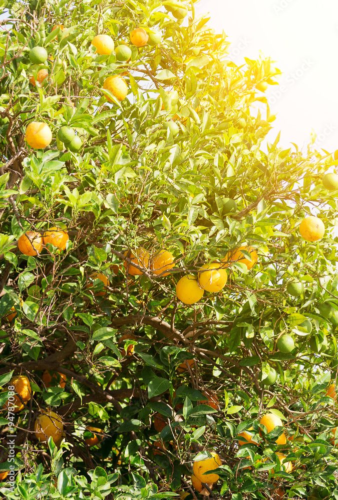 Lot of ripe and unripe tangerines on tree.