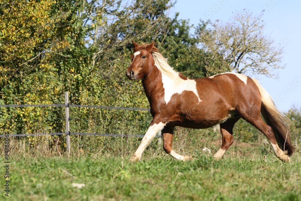 Ponette qui trotte dans les couleurs de l'automne Ponette qui trotte dans les couleurs de l'automne