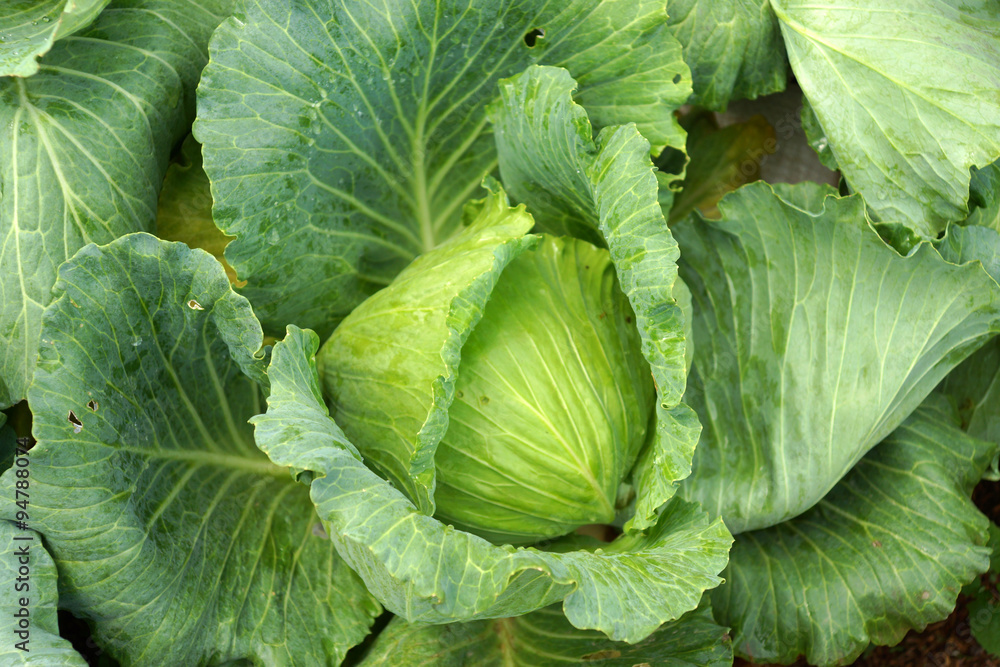 head of cabbage head of cabbage