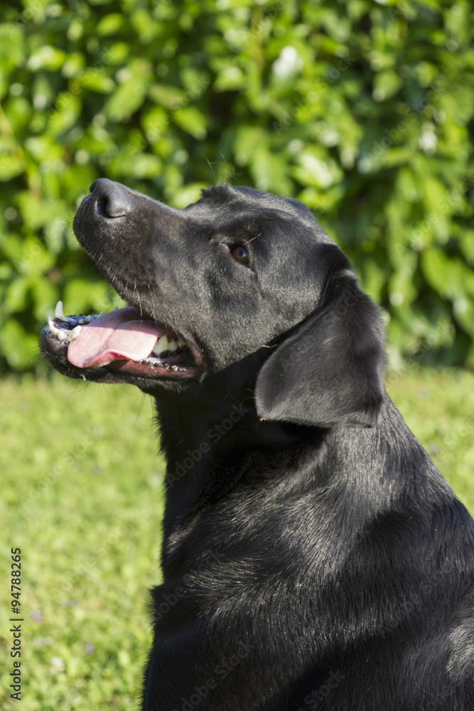 portrait of female Labrador retriever
