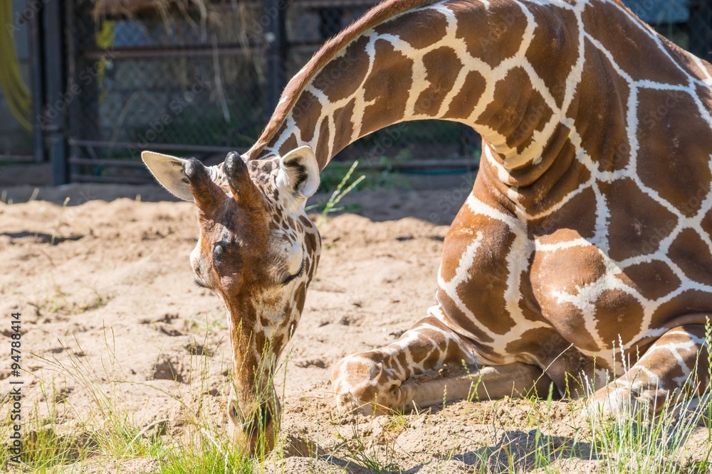 Fototapeta premium big spotty giraffe sits on sand and sleeps