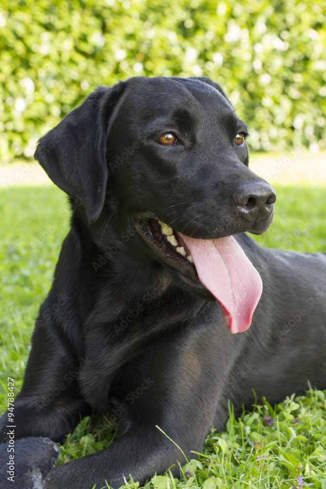 portrait of female Labrador retriever portrait of female Labrador retriever