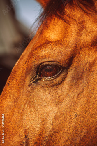 Eye of chestnut color horse close view.