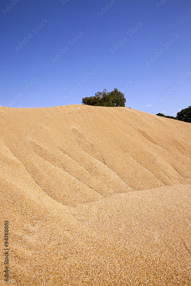 Obraz premium grain wheat . heap 