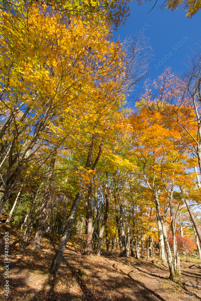 Fototapeta premium 紅葉した森