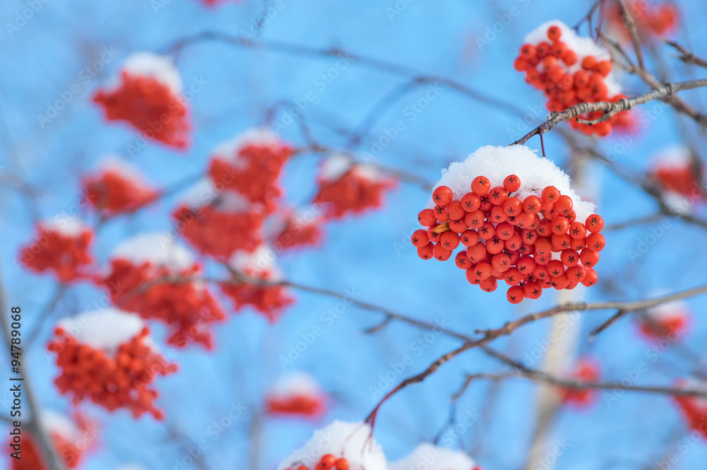 Bright red rowan in the snow against the blue sky Bright red rowan in the snow against the blue sky