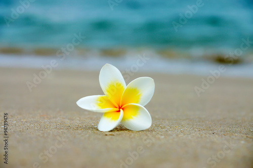white and yellow frangipani flowers on the beach.