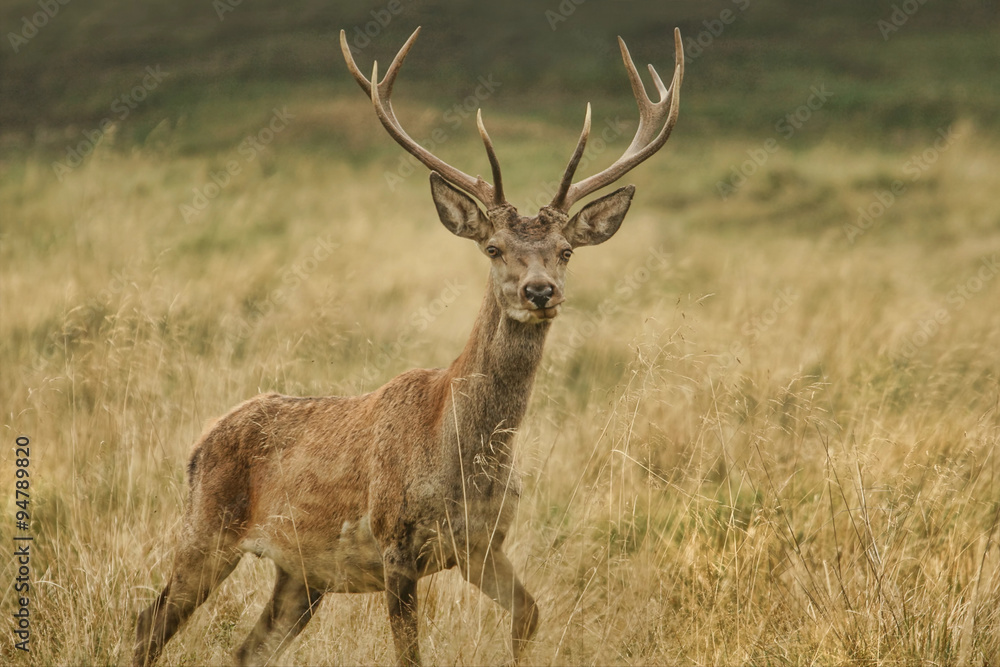 Naklejka premium Deer