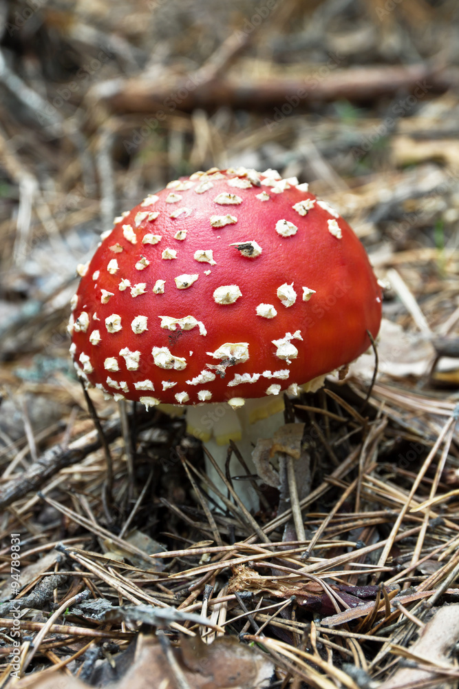 Amanita poisonous mushroom in the forest Amanita poisonous mushroom in the forest