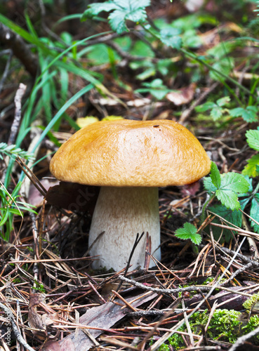 Boletus edulis in autumn forest in a green moss