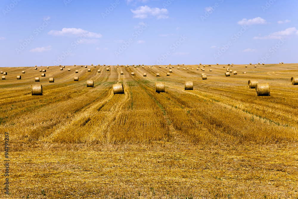 Fototapeta premium haystacks straw . summer