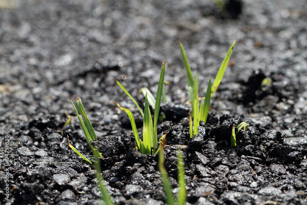 The grass that emerge from the street.
