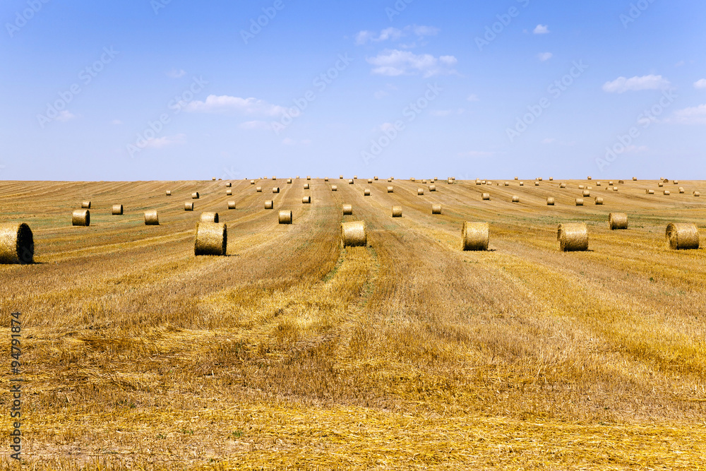 Fototapeta premium agriculture field . summer