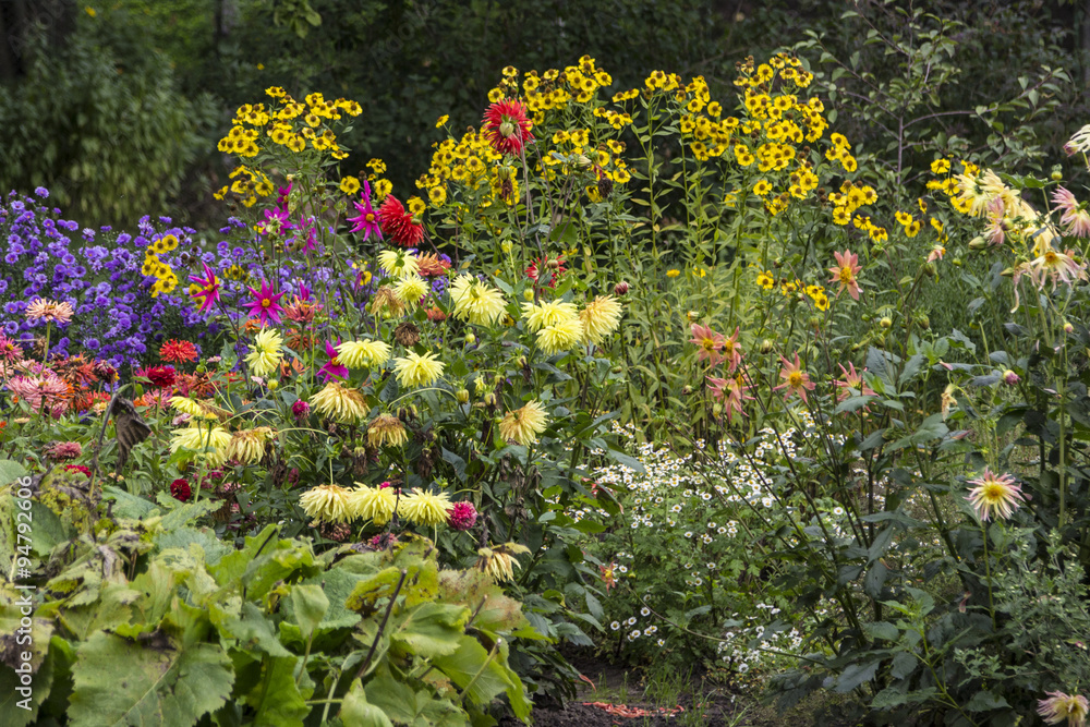Obraz premium Colorful flowers in a garden 
