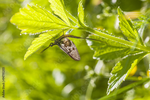 mayfly (Ephemera  vulgata) photo