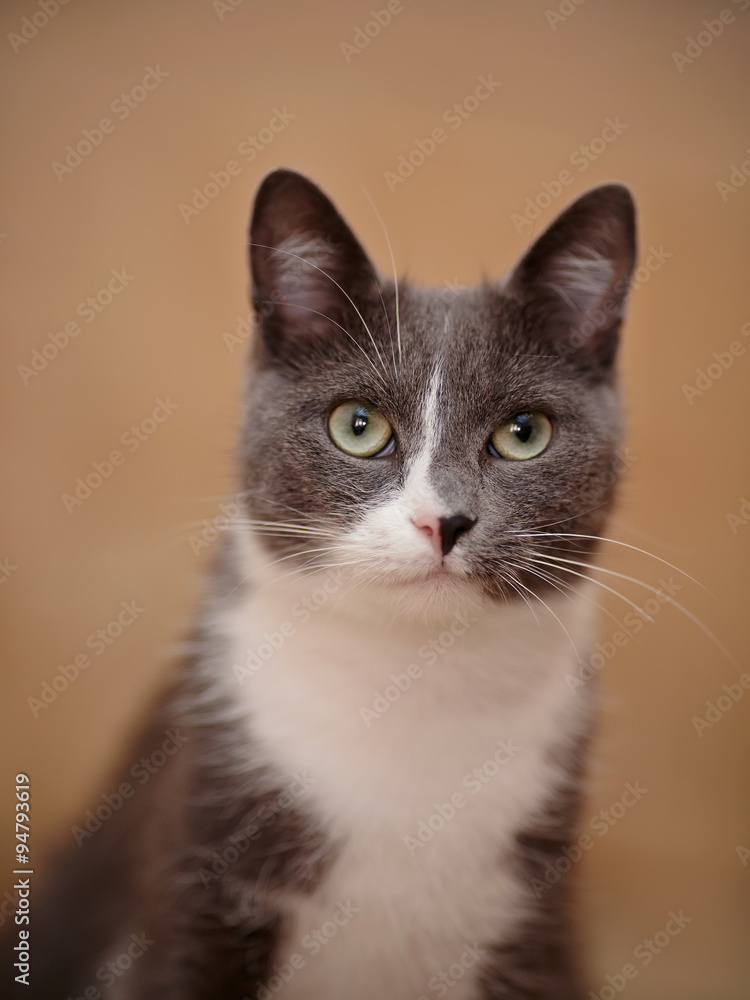 Portrait smoky-gray cat.