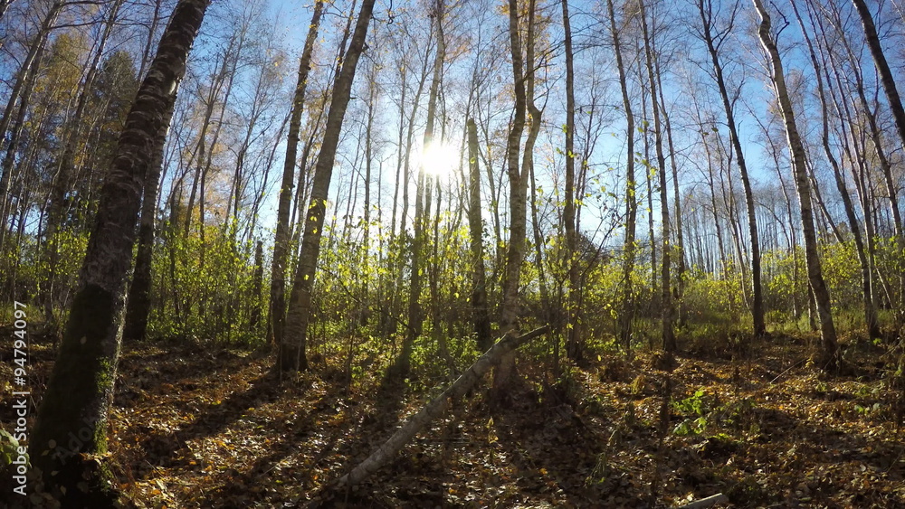 Beautiful sunny day in golden autumn birch forest and wind. Timelapse 4K Beautiful sunny day in golden autumn birch forest and wind. Timelapse 4K