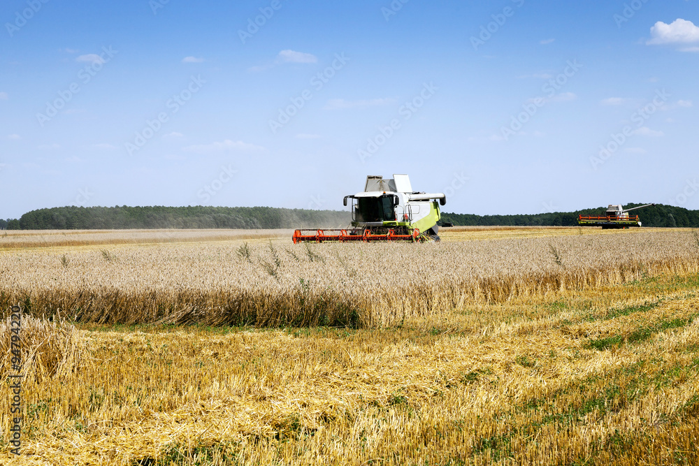 Fototapeta premium Harvester in the field 