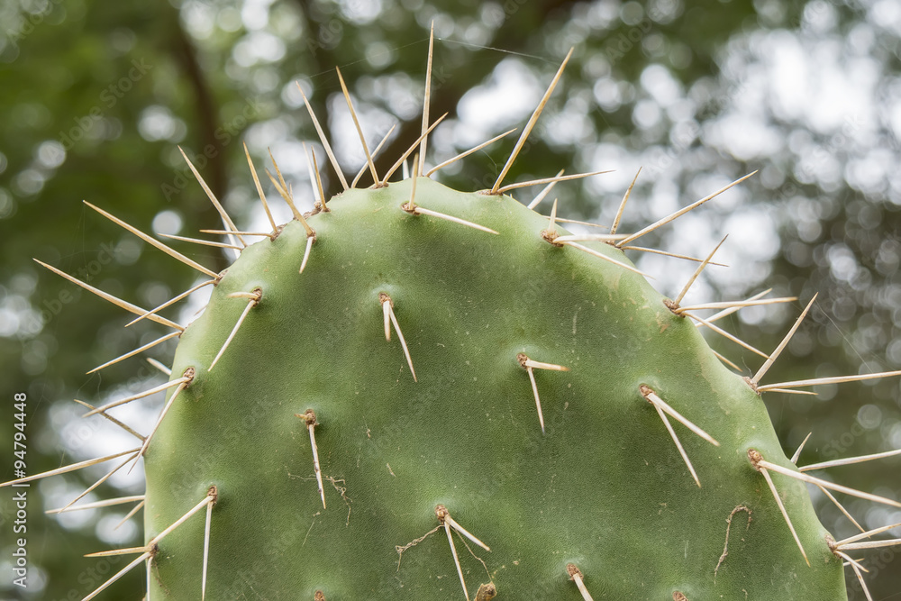 Cactaceae, Opuntia, prickly pears cactus fruitsand Cactaceae, Opuntia, prickly pears cactus fruitsand