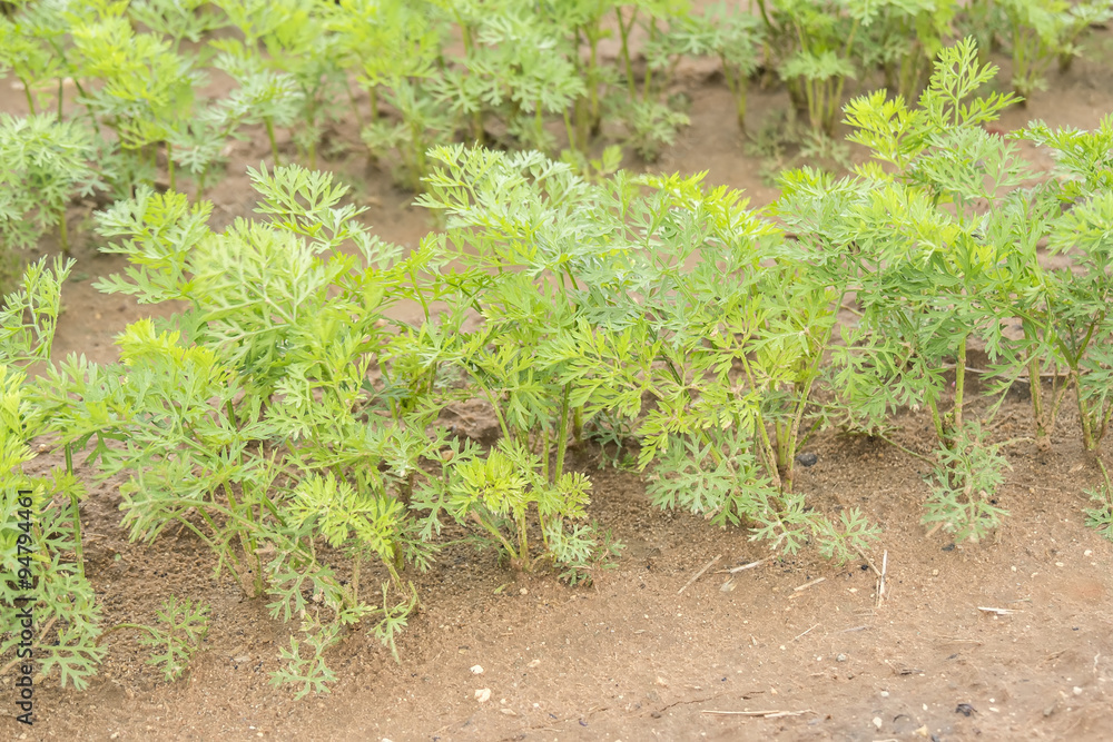 Carrots crop