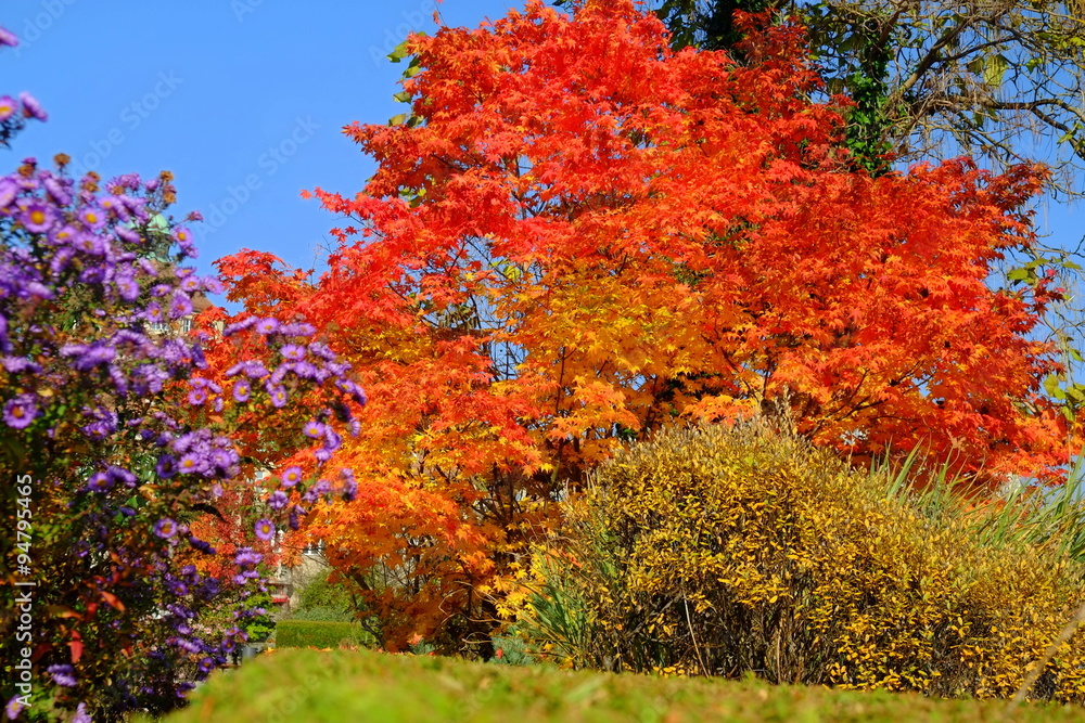 Buntes Herbstbild mit Ahorn und Astern Buntes Herbstbild mit Ahorn und Astern