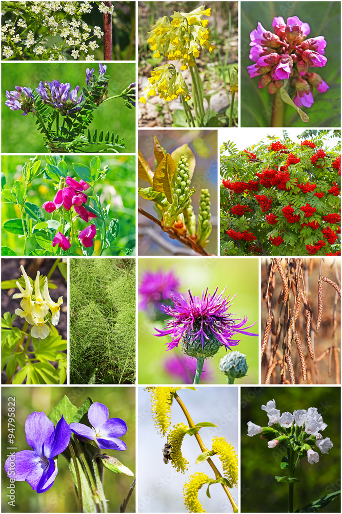 Дикорастущие лекарственные растения Сибири. Коллаж из фотографий Stock  Photo | Adobe Stock