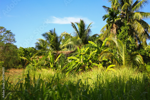 Wallpaper Mural Dschungel, Sri Lanka Torontodigital.ca