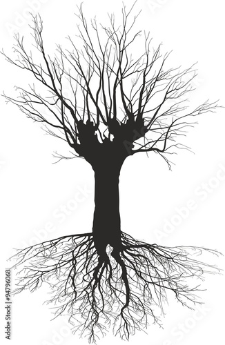 Old deciduous tree with the roots