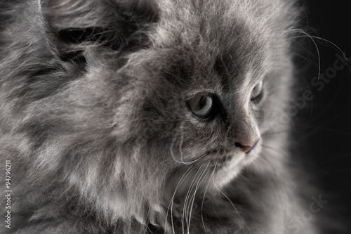 Portrait of little cat isolated on black