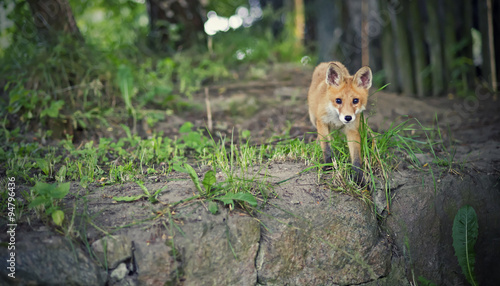 Small fox © wrzesientomek