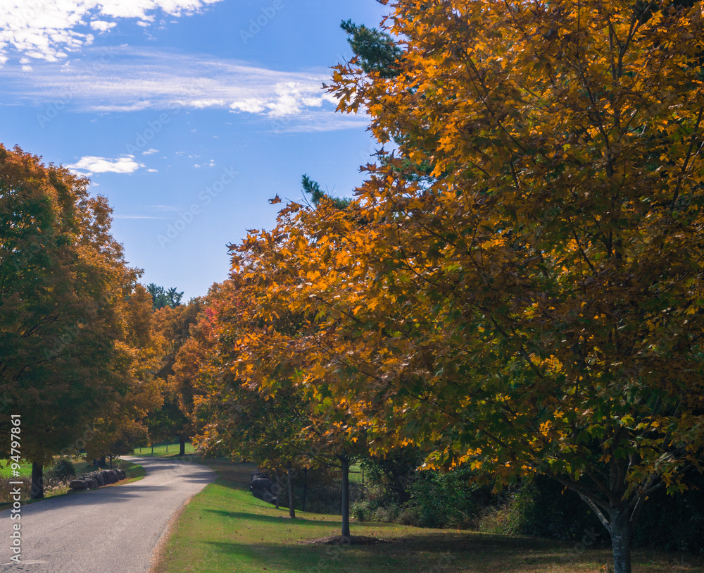Naklejka premium a country road curves to the left lined with maple trees in autumn glory 