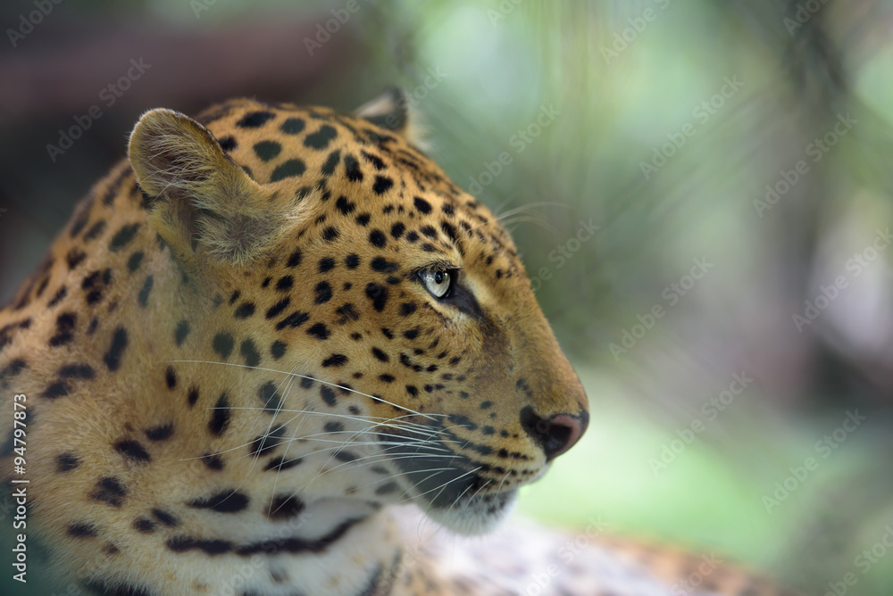 Naklejka premium Closeup portrait of jaguar
