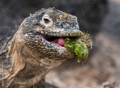 Fototapeta Naklejka Na Ścianę i Meble -  The land iguana eating prickly pear cactus. Galapagos Islands. An excellent illustration.