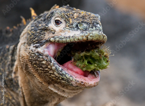 The land iguana eating prickly pear cactus. Galapagos Islands. An excellent illustration. © gudkovandrey