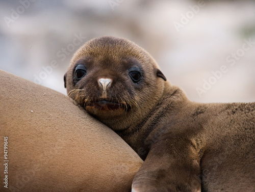 Portrait of a baby sea lion. Close-up. Galapagos Islands. An excellent illustration.