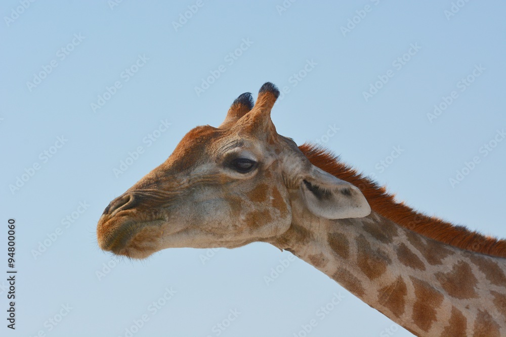 Naklejka premium Giraffenportrait (giraffa camelopardalis) - Etosha Nationalpark