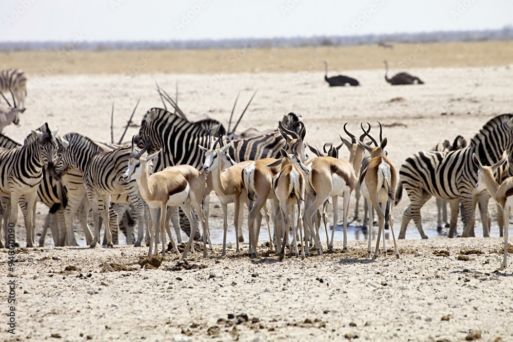 huge herds of zebra and antelope at waterhole Etosha, Namibia huge herds of zebra and antelope at waterhole Etosha, Namibia