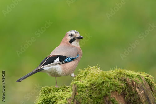 Eichelhäher, Eurasian jay, Garrulus glandarius