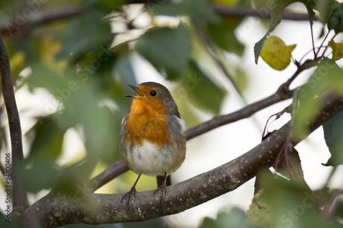 Robin Red Breast (Erithacus rubecula)