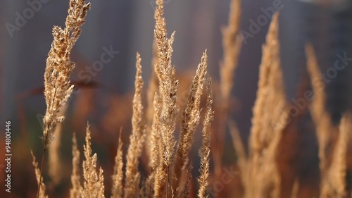 reed swaying in the wind
