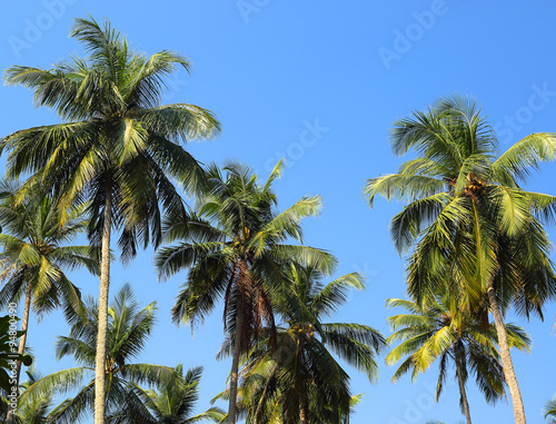 coconut palms against blue sky