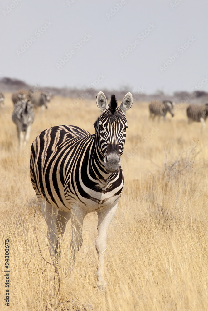 Naklejka premium portrait Damara zebra, Equus burchelli