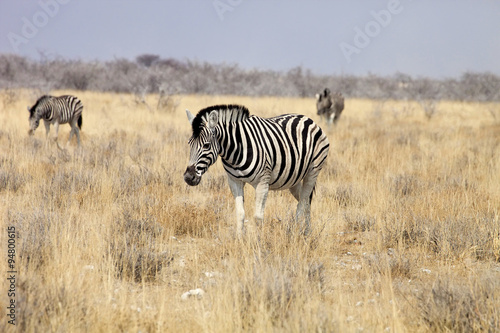 Damara zebra  Equus burchelli  Etosha  Namibia