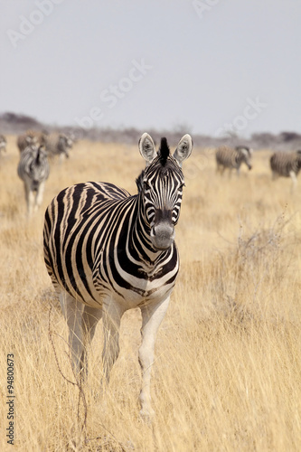 portrait Damara zebra  Equus burchelli