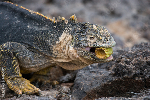 The land iguana eating prickly pear cactus. Galapagos Islands. An excellent illustration.