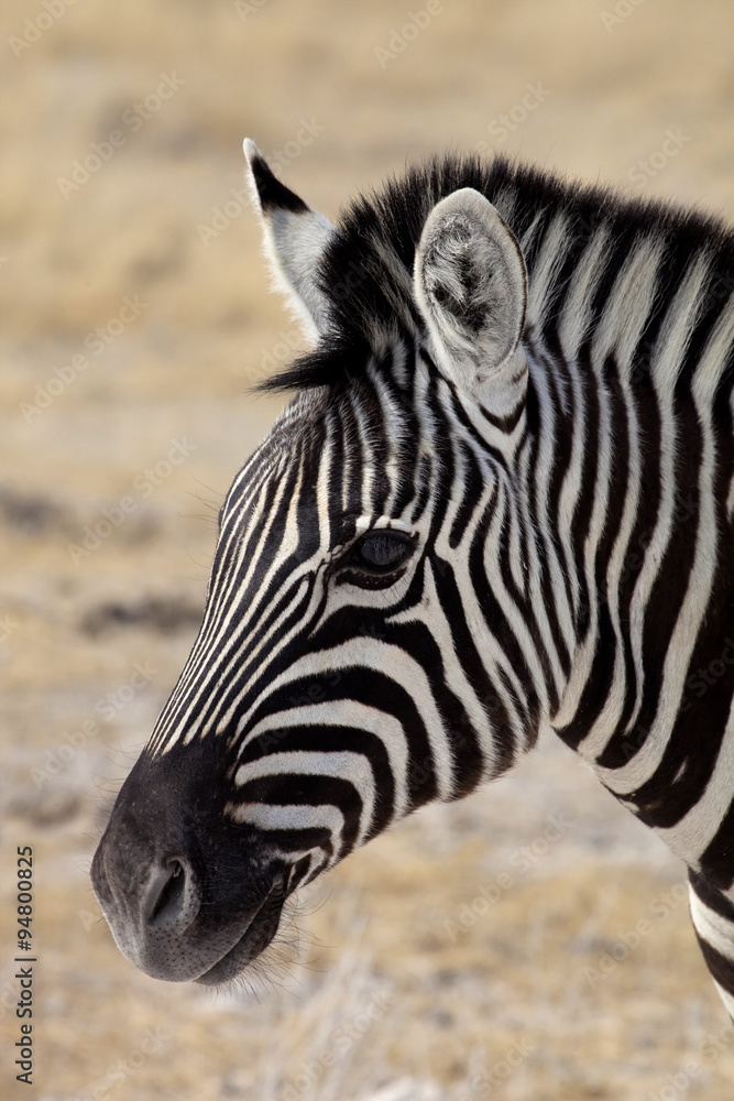 portrait Damara zebra, Equus burchelli